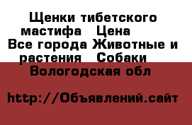 Щенки тибетского мастифа › Цена ­ 80 - Все города Животные и растения » Собаки   . Вологодская обл.
